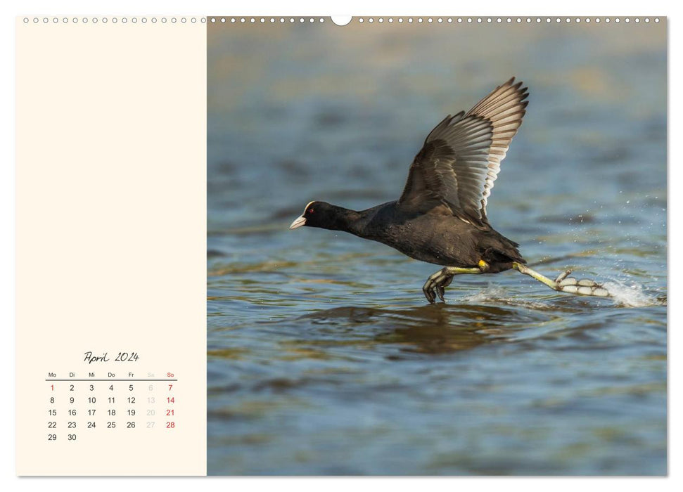 Naturstreifzüge. Fauna an heimischen Flüssen und Seen (CALVENDO Wandkalender 2024)