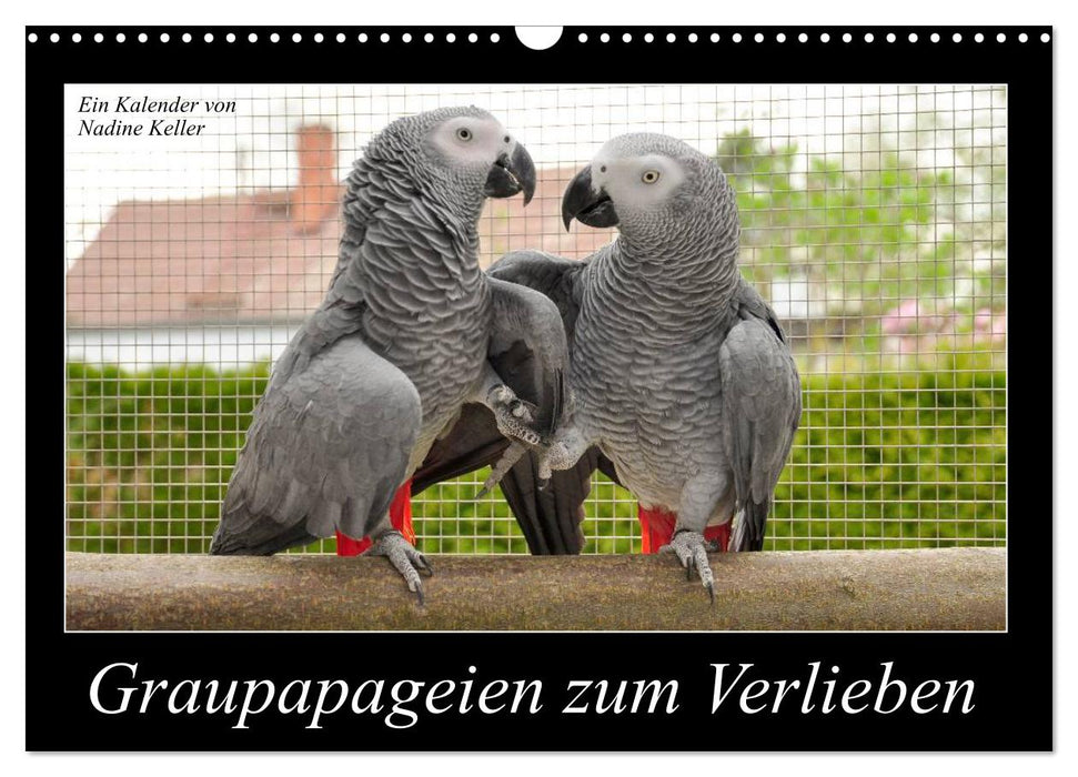 African gray parrots to fall in love with (CALVENDO wall calendar 2024) 