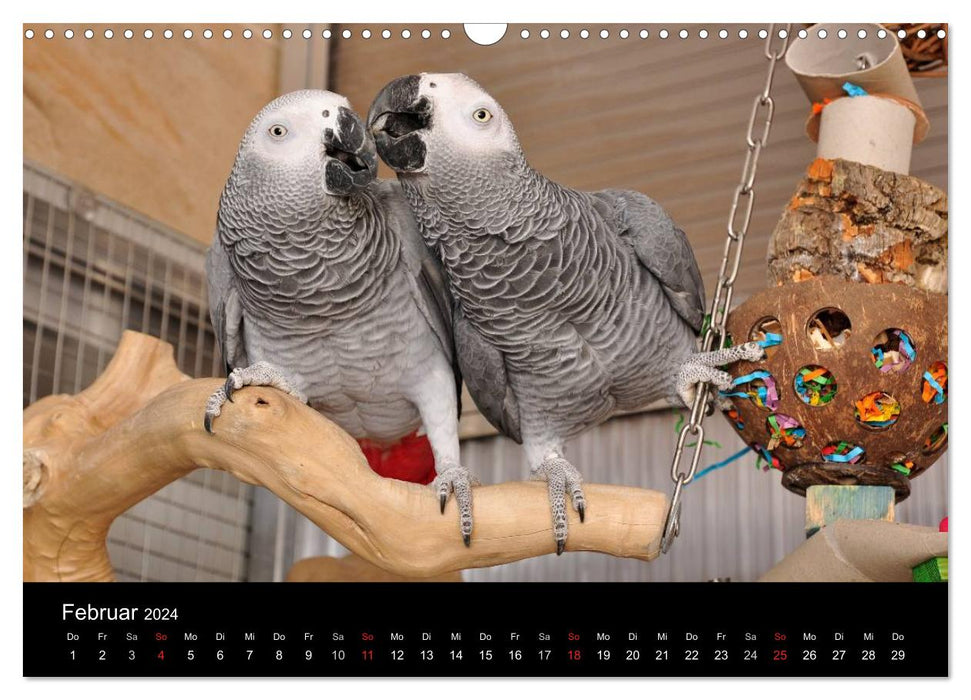 Des perroquets gris d'Afrique dont vous tomberez amoureux (calendrier mural CALVENDO 2024) 