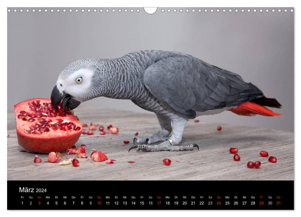 Graupapageien zum Verlieben (CALVENDO Wandkalender 2024)