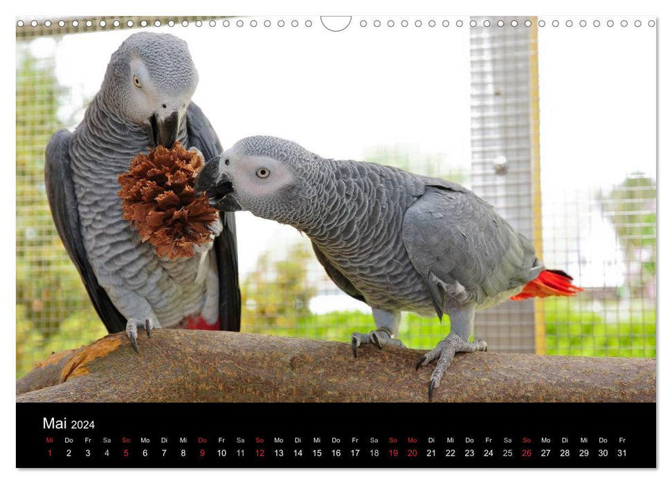 African gray parrots to fall in love with (CALVENDO wall calendar 2024) 