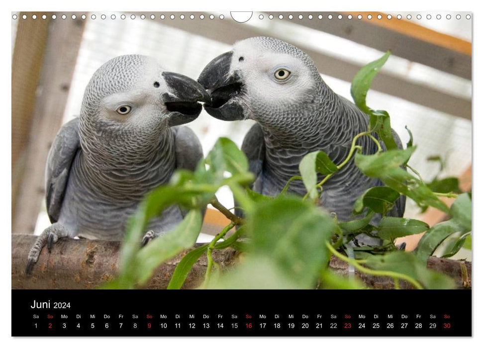 Des perroquets gris d'Afrique dont vous tomberez amoureux (calendrier mural CALVENDO 2024) 