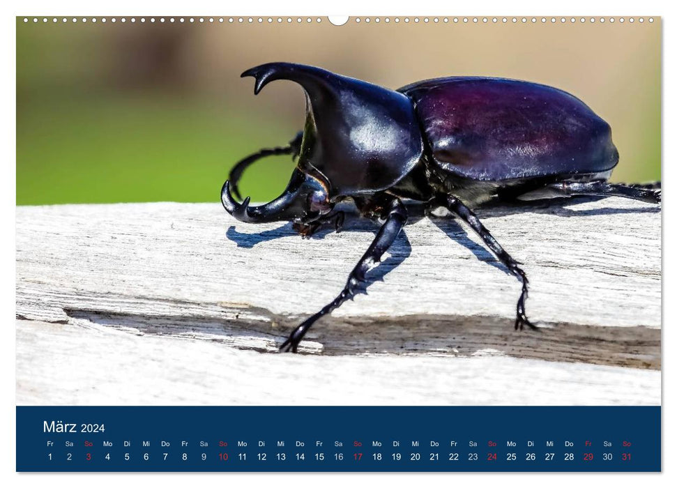 Australia - simply incredibly good (CALVENDO wall calendar 2024) 