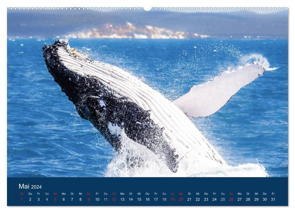 Australien - einfach tierisch gut (CALVENDO Wandkalender 2024)