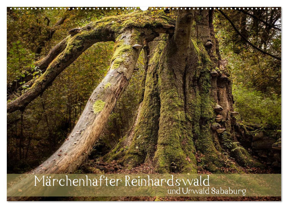Märchenhafter Reinhardswald und Urwald Sababurg (CALVENDO Wandkalender 2024)