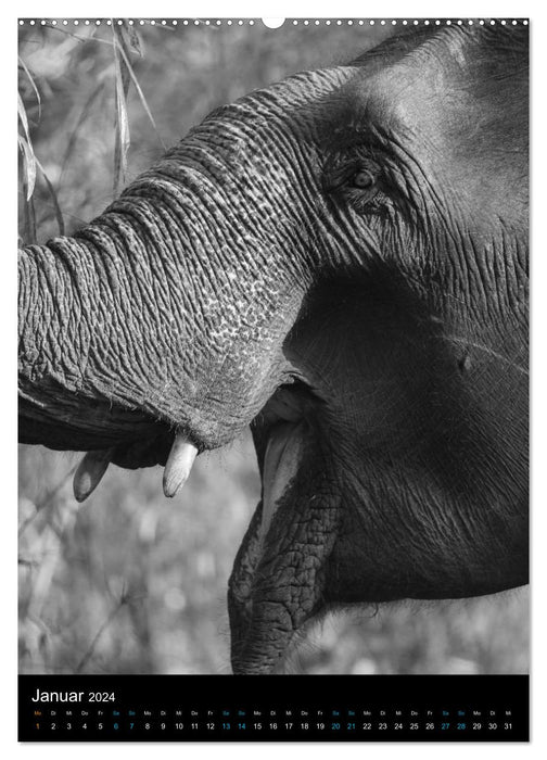 Elephants up close (CALVENDO Premium Wall Calendar 2024) 