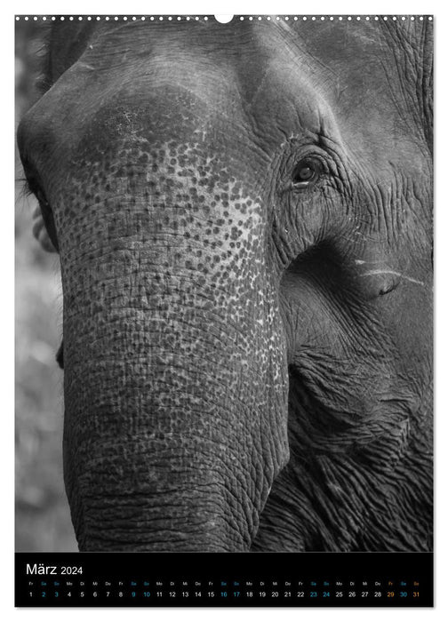 Elephants up close (CALVENDO Premium Wall Calendar 2024) 