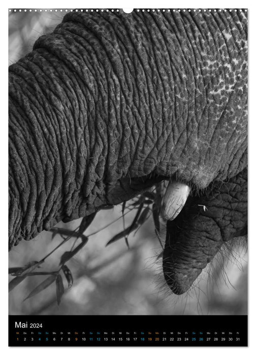Elephants up close (CALVENDO Premium Wall Calendar 2024) 