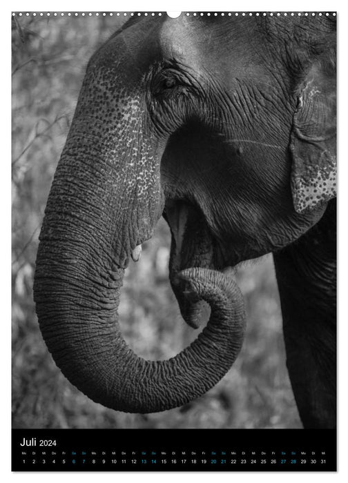 Elefanten hautnah (CALVENDO Premium Wandkalender 2024)