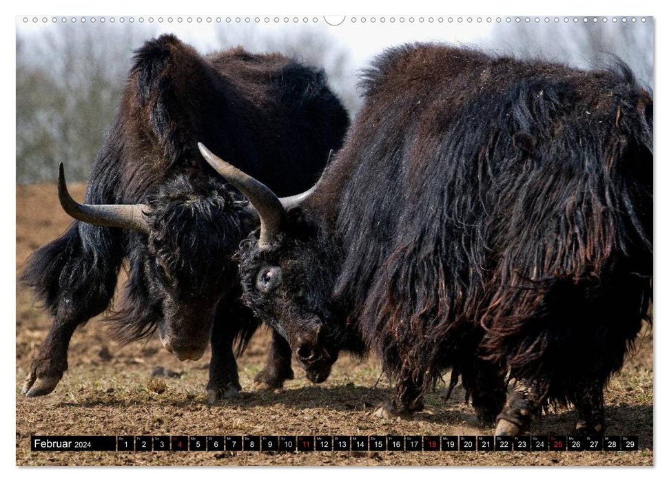 Cow and Co. (CALVENDO Premium Wall Calendar 2024) 