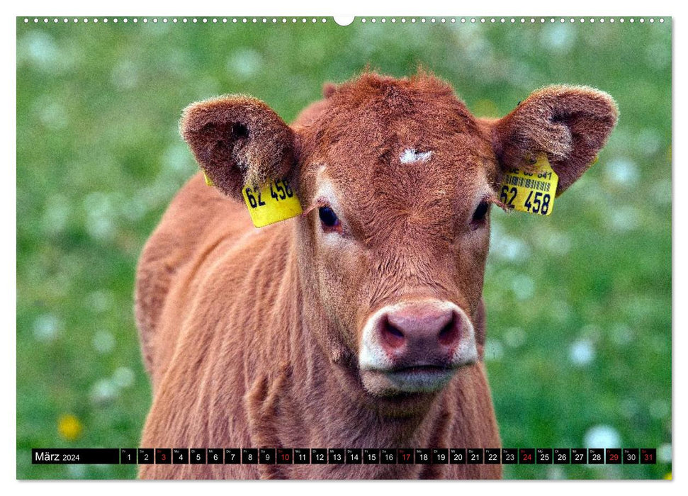 Cow and Co. (CALVENDO Premium Wall Calendar 2024) 