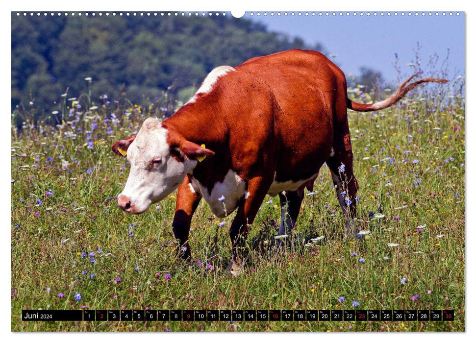 Cow and Co. (CALVENDO Premium Wall Calendar 2024) 