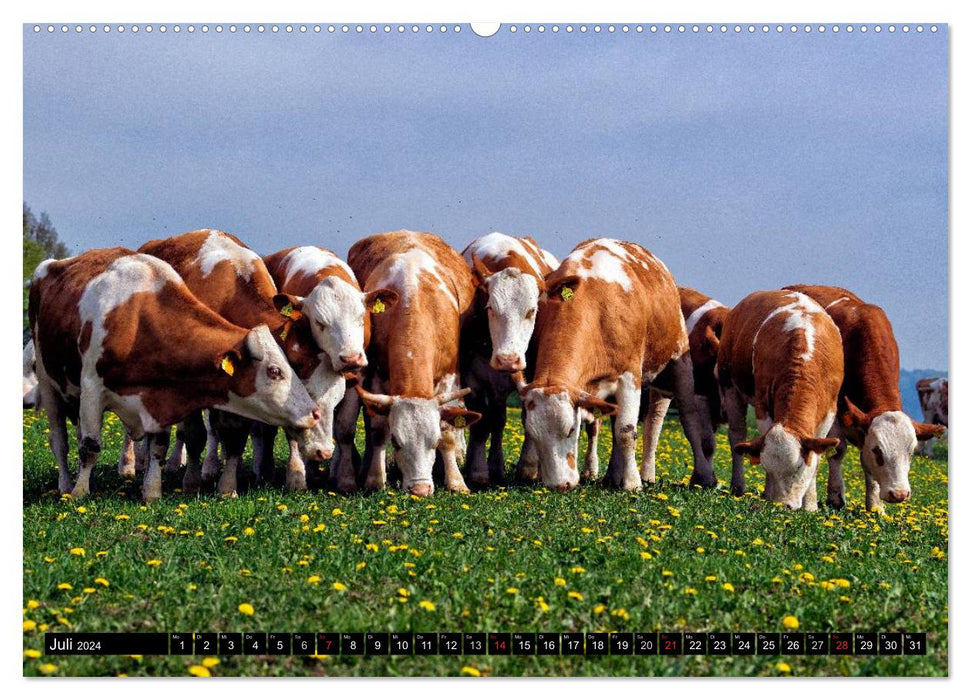 Cow and Co. (CALVENDO Premium Wall Calendar 2024) 