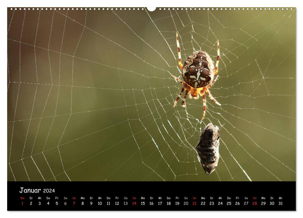 Local Spiders (CALVENDO Premium Wall Calendar 2024) 