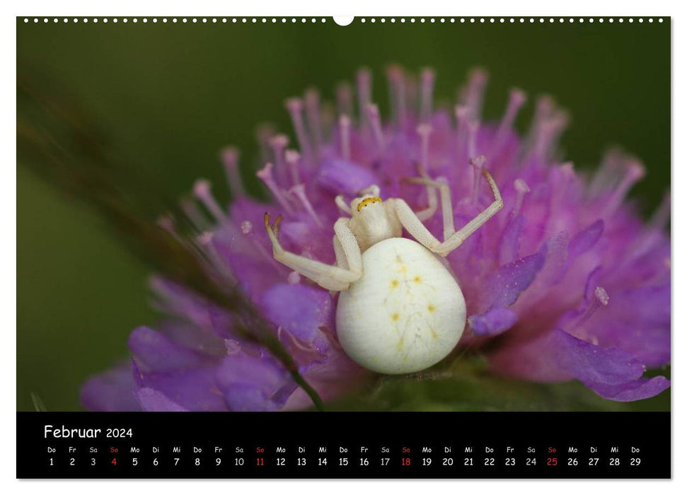 Heimische Spinnen (CALVENDO Premium Wandkalender 2024)
