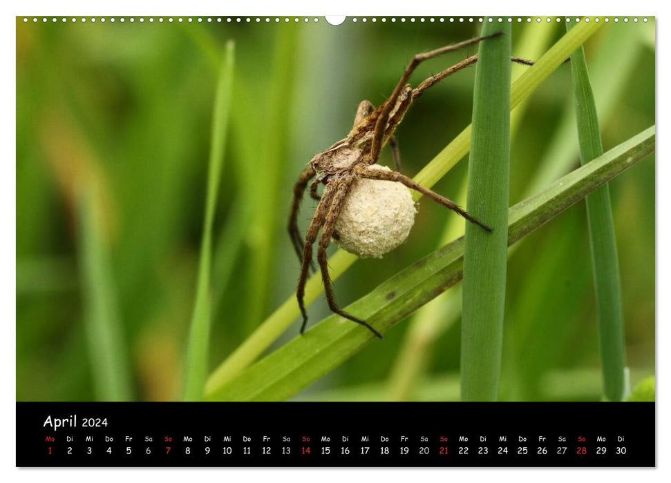Heimische Spinnen (CALVENDO Premium Wandkalender 2024)