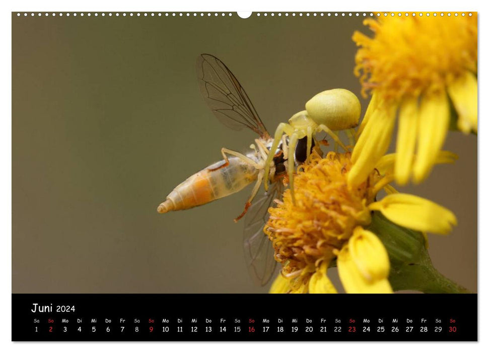 Local Spiders (CALVENDO Premium Wall Calendar 2024) 