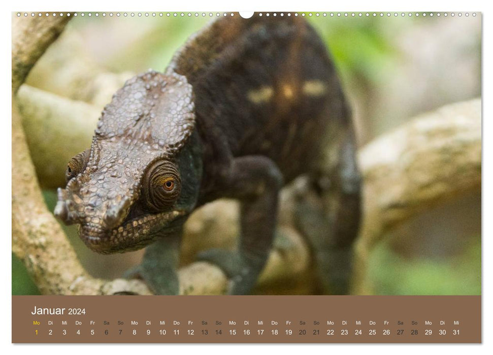 Madagaskars wundersame Tierwelt (CALVENDO Premium Wandkalender 2024)