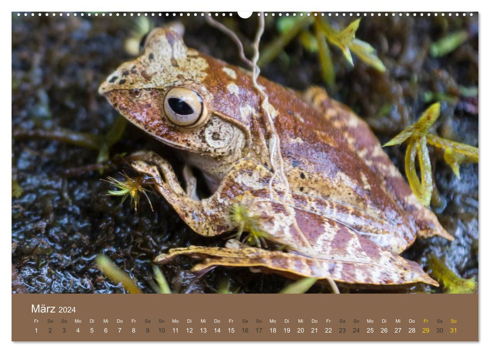 Madagaskars wundersame Tierwelt (CALVENDO Premium Wandkalender 2024)