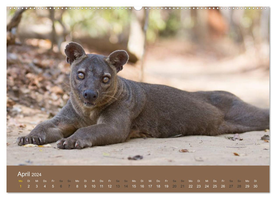 Madagaskars wundersame Tierwelt (CALVENDO Premium Wandkalender 2024)