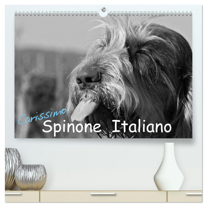 Carissimo Spinone Italiano (CALVENDO Premium Wandkalender 2024)