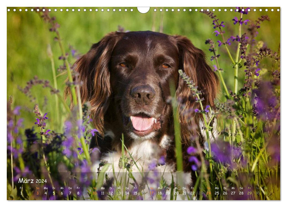 Hunting dogs - loyal hunting companions (CALVENDO wall calendar 2024) 