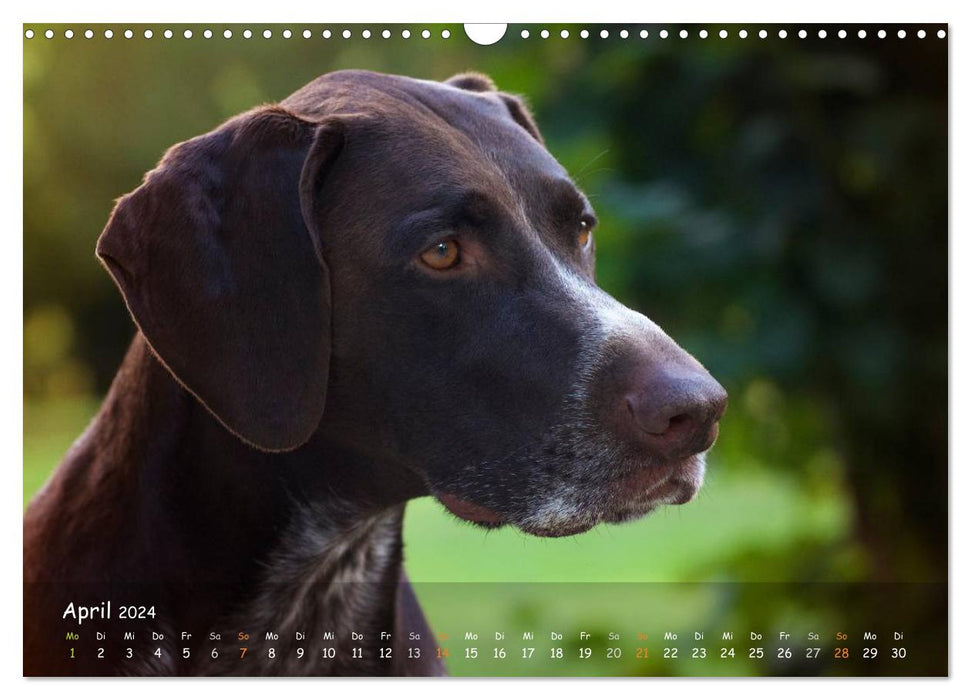 Hunting dogs - loyal hunting companions (CALVENDO wall calendar 2024) 