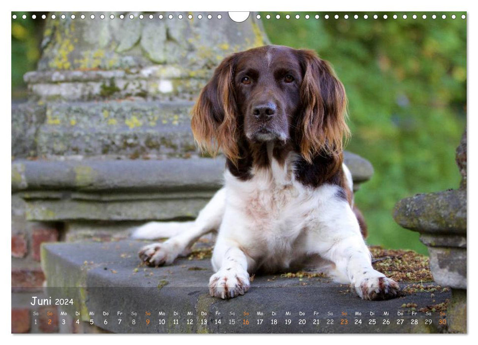 Hunting dogs - loyal hunting companions (CALVENDO wall calendar 2024) 