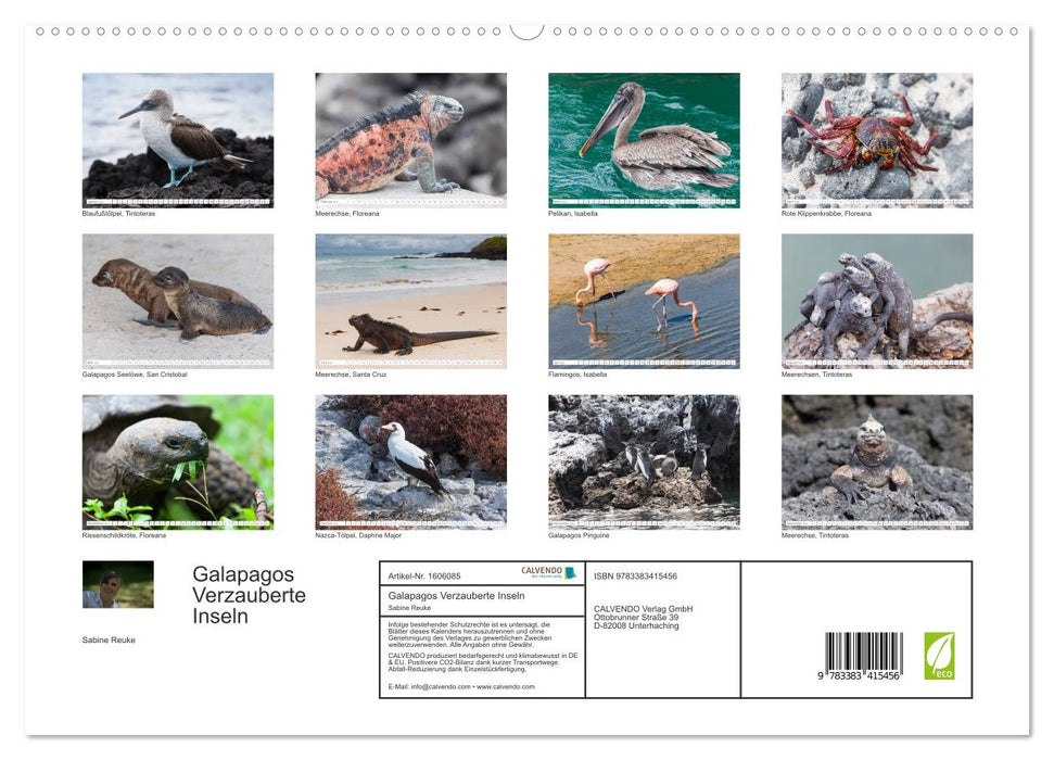 Galapagos. Enchanted Islands (CALVENDO Premium Wall Calendar 2024) 