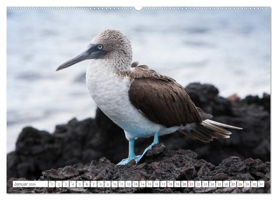 Galapagos. Verzauberte Inseln (CALVENDO Premium Wandkalender 2024)