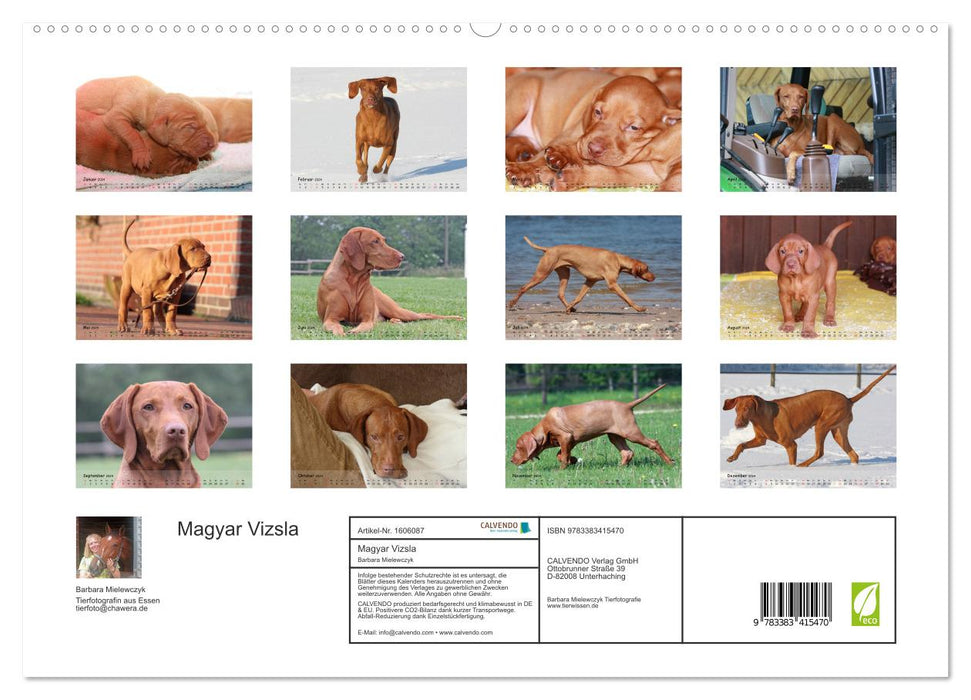 Magyar Vizsla - pure Lebensfreude (CALVENDO Premium Wandkalender 2024)