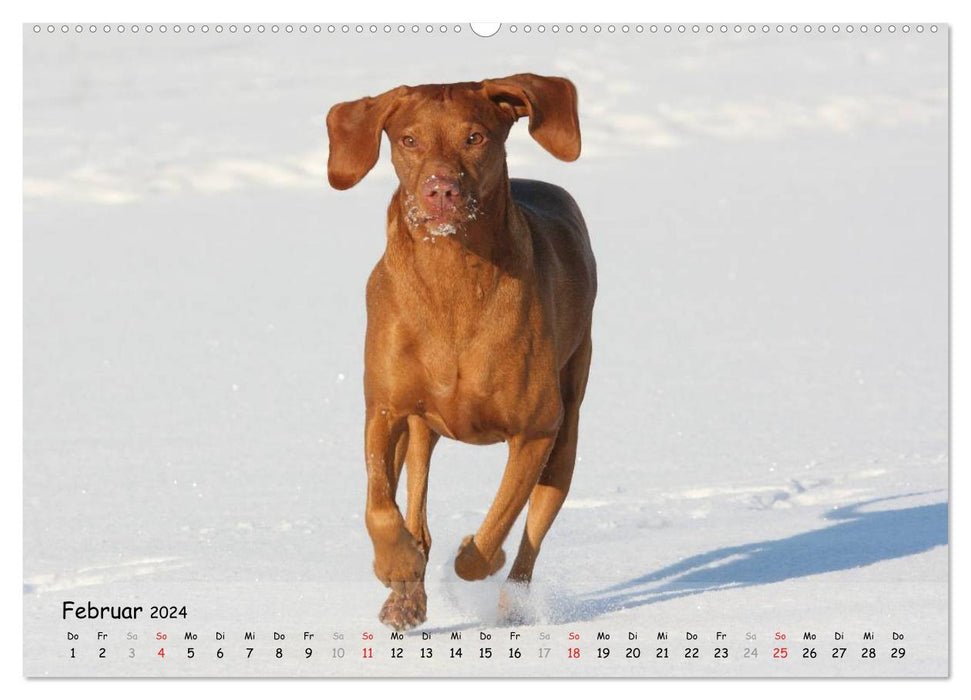 Magyar Vizsla - pure Lebensfreude (CALVENDO Premium Wandkalender 2024)