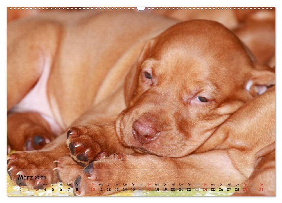 Magyar Vizsla - pure joy of life (CALVENDO Premium Wall Calendar 2024) 