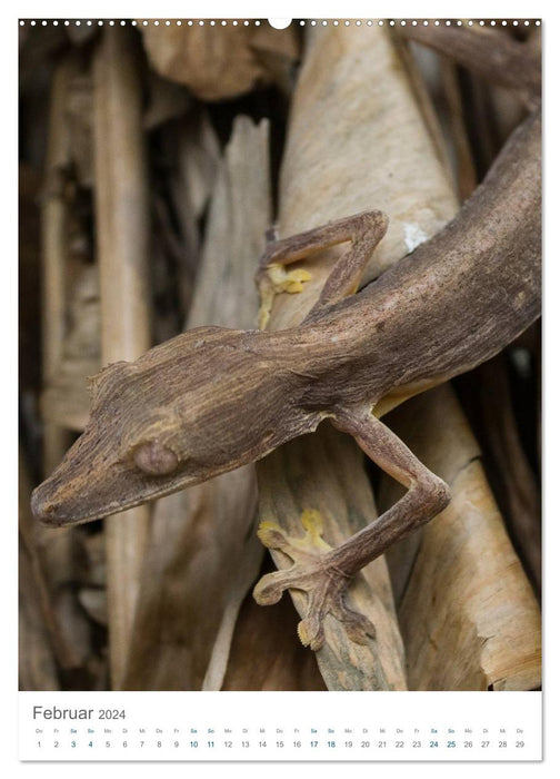 Madagascar's wondrous wildlife - the journey continues (CALVENDO wall calendar 2024) 