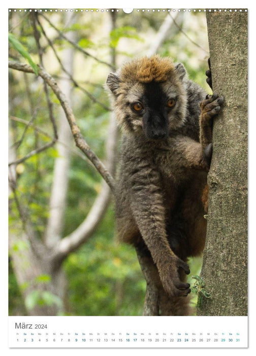 La merveilleuse faune de Madagascar - le voyage continue (Calendrier mural CALVENDO 2024) 