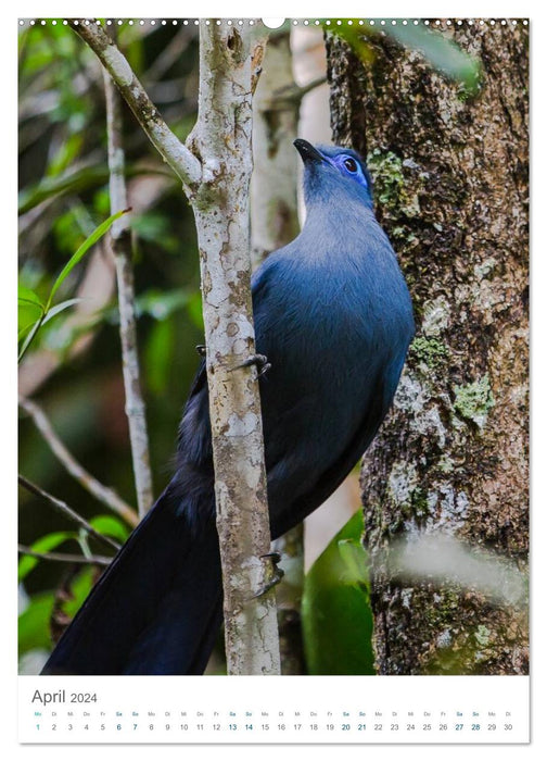 Madagascar's wondrous wildlife - the journey continues (CALVENDO wall calendar 2024) 