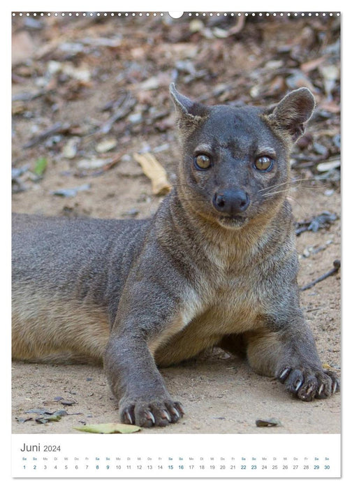 La merveilleuse faune de Madagascar - le voyage continue (Calendrier mural CALVENDO 2024) 