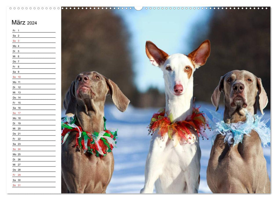 Chien, renard et compagnie, adorables amis (Calendrier mural CALVENDO Premium 2024) 