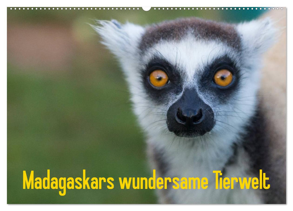 Madagaskars wundersame Tierwelt (CALVENDO Wandkalender 2024)