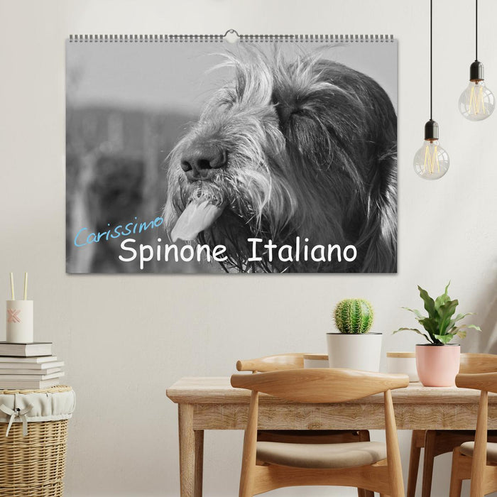 Carissimo Spinone Italiano (Calendrier mural CALVENDO 2024) 