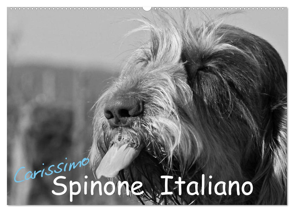 Carissimo Spinone Italiano (CALVENDO Wall Calendar 2024) 