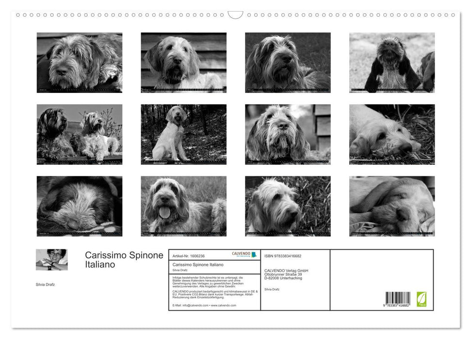 Carissimo Spinone Italiano (CALVENDO Wall Calendar 2024) 