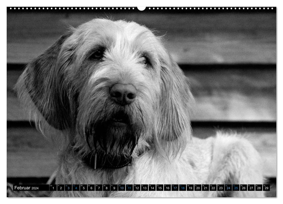 Carissimo Spinone Italiano (CALVENDO Wall Calendar 2024) 