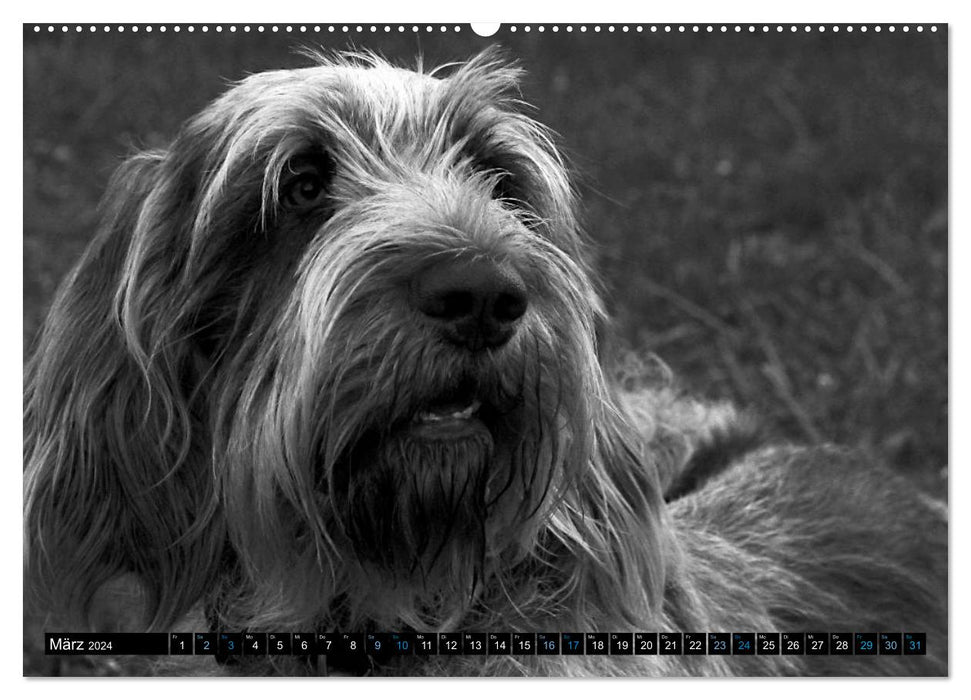 Carissimo Spinone Italiano (CALVENDO Wall Calendar 2024) 