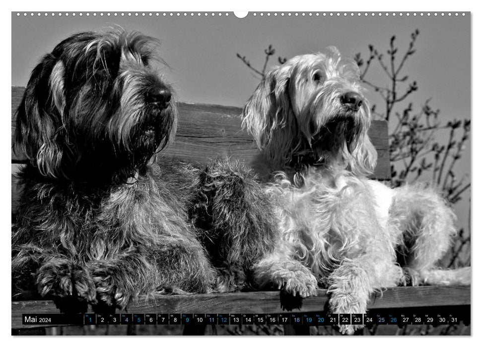 Carissimo Spinone Italiano (CALVENDO Wall Calendar 2024) 