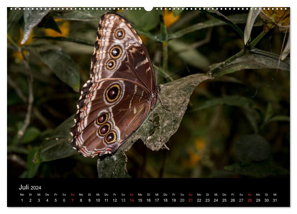 Costa Rica. Faszinierende Tierwelt (CALVENDO Premium Wandkalender 2024)