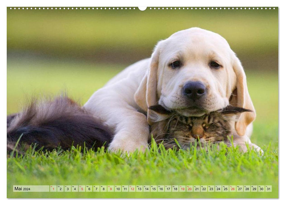 Beste Freunde - Bezaubernde Tierfreundschaften (CALVENDO Premium Wandkalender 2024)