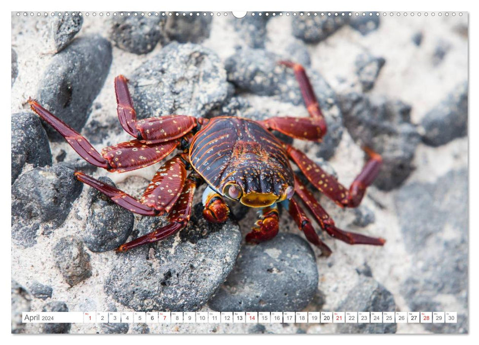 Galapagos. Enchanted Islands (CALVENDO wall calendar 2024) 