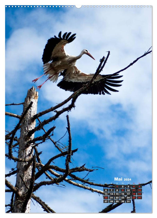 Baltic States - their cultural landscape riches (CALVENDO Premium Wall Calendar 2024) 