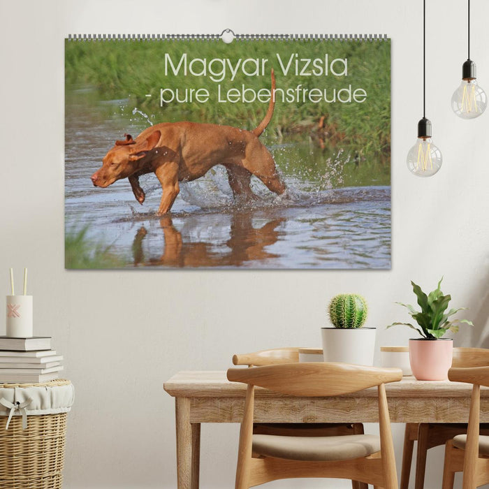 Magyar Vizsla - pure joy of life (CALVENDO wall calendar 2024) 